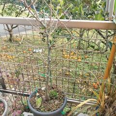 びっくりグミ、西洋グミ