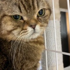 ブリーダー廃業の為のレスキューです。 - 猫