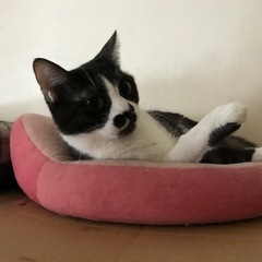 スリスリ❤️ゆめちゃん🐈‍⬛ - 那覇市