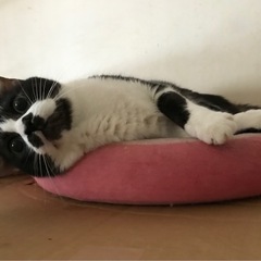 スリスリ❤️ゆめちゃん🐈‍⬛ - 里親募集