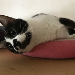 スリスリ❤️ゆめちゃん🐈‍⬛ − 沖縄県