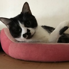 スリスリ❤️ゆめちゃん🐈‍⬛ - 猫