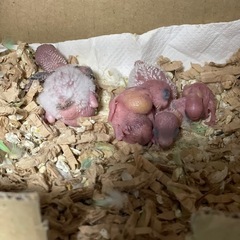 【引渡し者が決定しましたので、募集を終了します。】セキセイインコ　パステルレインボー✖️ブルーオパーリンの雛 - その他