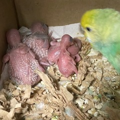 【引渡し者が決定しましたので、募集を終了します。】セキセイインコ...