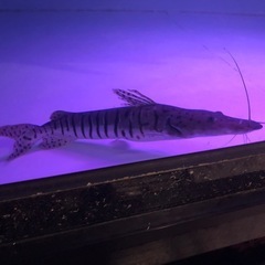 タイガーシャベル 約37センチくらいの画像
