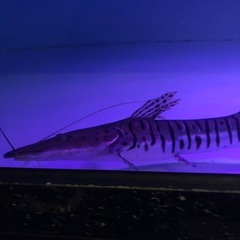 タイガーシャベル 約37センチくらいの画像