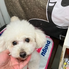 トイプードル（カンナ）