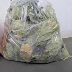 キャベツの画像