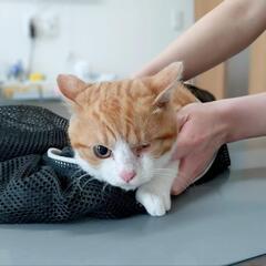 3ヶ月子猫 政宗くん❤︎