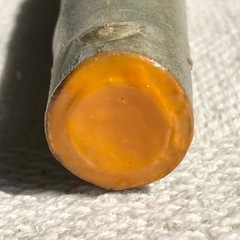 プルメリア　苗木①の画像