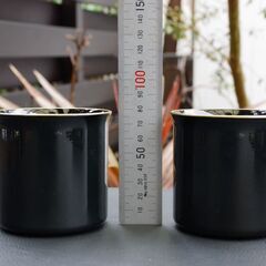 【新品/未使用】素地のナカジマ/MUDDY(マディ) Blanc Ring CUP/マグカップ MADE IN JAPAN/定価￥1,650(税込/1個あたり)の画像