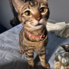 子猫　メス　