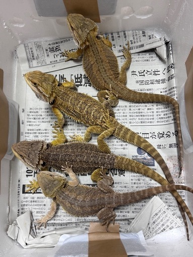 フトアゴヒゲトカゲノーマルセミアダルトサイズ (igecko) 宇美の