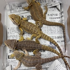 フトアゴヒゲトカゲ　ノーマル　セミアダルトサイズ