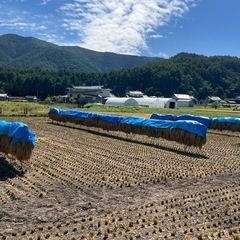 【お話し中】2024年産★ 天日干し ハザ掛け米 あきたこまち 約5キロの画像