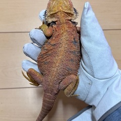 フトアゴヒゲトカゲ　セミアダルト♂（気性荒）