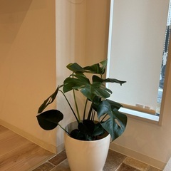 ヨガ.ピラティスサロン　凪〜nagi_yogaの画像