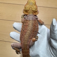 SOLDOUT フトアゴヒゲトカゲ　イエロー　セミアダルト♂