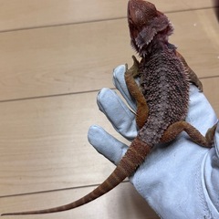 フトアゴヒゲトカゲ　レッド　ヤングアダルト♀