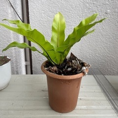 ［0円］3月9日来れる方のみ シマオオタニワタリ