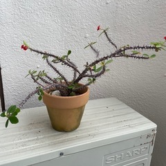［０円］3月9日に来れる方のみ、ハナキリン、花麒麟