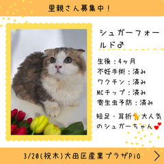 里親募集中！生後4ヶ月シュガーフォールド♂(⋈◍＞◡＜◍)。✧♡ 