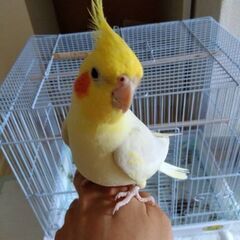 オカメインコ2歳