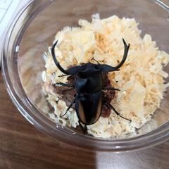 ボイレアウスシカクワガタペア