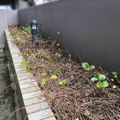 🌱 竹林整備のプロが、草刈り作業をサポートします！ 🌱 - 長崎市