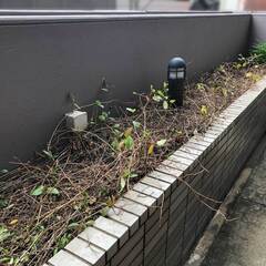 🌱 竹林整備のプロが、草刈り作業をサポートします！ 🌱 − 長崎県