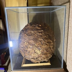 スズメバチの巣　標本