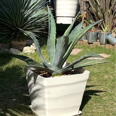 アガベ アメリカーナ縞斑 大株