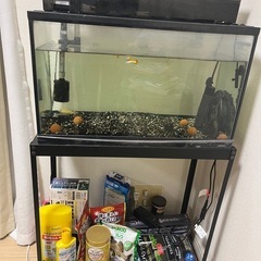 プレコ コリドラス 