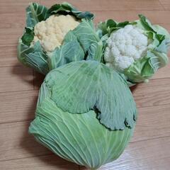 お野菜３点