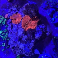 ディスクコーラル スーパーレッド 4枚の画像