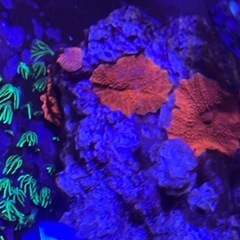 ディスクコーラル スーパーレッド 4枚の画像