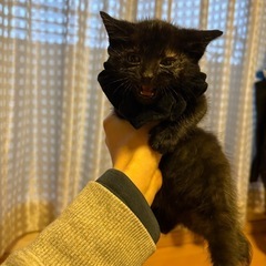 黒猫1.5ヶ月の男の子