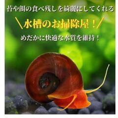 とっても元気なレッドラムズホーン10匹+死別補償分2匹の画像
