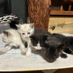 1枚目1番右の子のみ里親募集しております！ 子猫