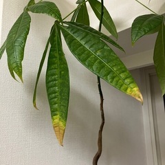 【パキラ】全長70センチ程度の画像