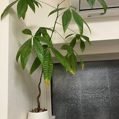 【パキラ】全長70センチ程度