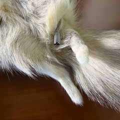 【GO-597】 フォックス ショール ファー マフラー 顔 手足の画像