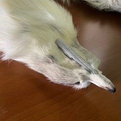 【GO-597】 フォックス ショール ファー マフラー 顔 手足の画像