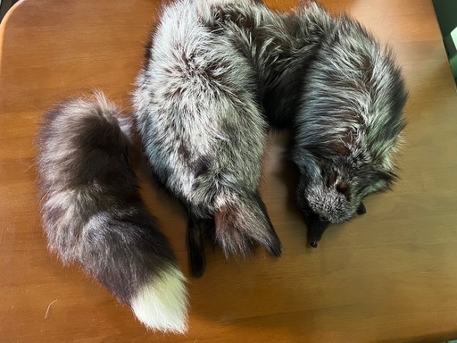 【GO-598】 フォックス ショール ファー マフラー 顔 手足