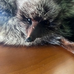 【GO-598】 フォックス ショール ファー マフラー 顔 手足の画像