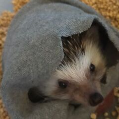 ハリネズミ