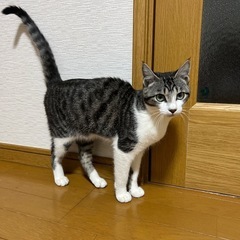 美尻尾のクール美人　