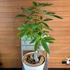 観葉植物 パキラ お取引中