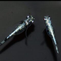 メダカ　レックウザ　5匹5000円　発送可　