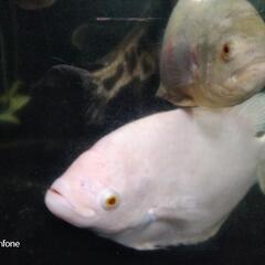 アルビノオスフロ35cm±の画像